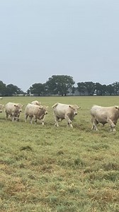 Selling 70 Charolais Bulls on January 31, 2026, in Sulphur Springs, Texas! Dennis Charolais has been in business continuously since 1968 and has proudly sold with Joe Don Pogue at the Sulphur Springs Livestock Commission Co. for over 30 years. | Dennis Charolais