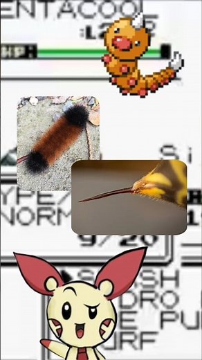 Facts about Weedle the Hairy Bug Pokémon // Pokemon facts