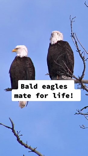 Bald eagles build the largest nests of any North American bird. #LearnOnTikTok #AnimalFacts #BaldEagle #eagle #bird