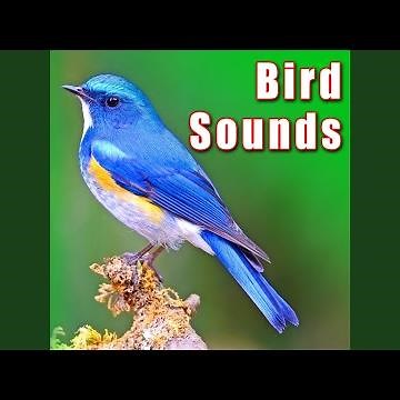 Constant Bird Calls from Killdeer