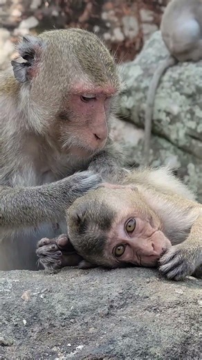 Lovable mini baby monkey