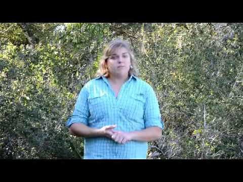 Getting to Know the Gopher Tortoise: Burrow Explorers