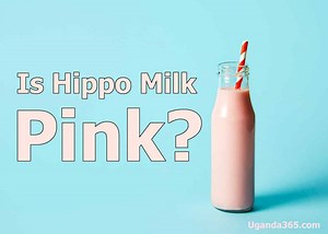 Is Hippo Milk Really Pink? (Fact Check) Hipposudoric Acid & Blood Sweat | Storyteller Travel