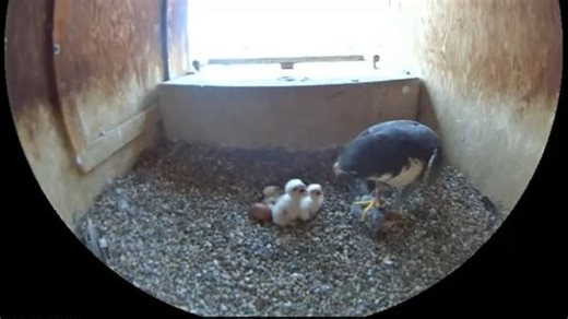 New Falcon Cam offering sound and close-up high-resolution views is online