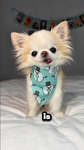 Interesting Facts About Chihuahuas You Didn't Know! 🐶🤯 ⭐