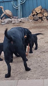 What a fantastic way to start your Friday, watching Stormy and her remarkable ability to entertain the puppies, love sharing joy #fypシ゚viralシ #viralreelsfb #reelsfypシ #dogsofttiktok #lovinglabrador #yellowlabrador #labfamily #dog #beautifullabs #crazylabs #lablove #blacklabrador #doglife #doglove #dogoftheday #dogmomlife #dogsofinsta | Josette Cifani