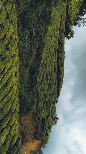 Munnar#cinematicvideo #colorgrading #dream #cinematic #travel