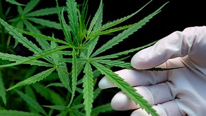 Canopy Growth surges as Constellation takes bigger stake