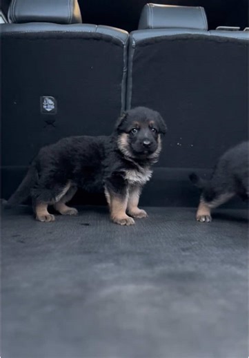 Germanshepherd Lover in Ethiopia