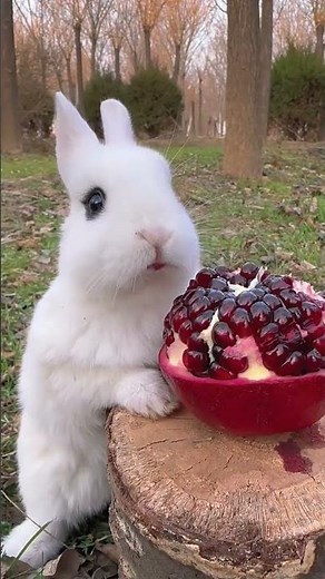 Little rabbit eats sweet and sour pomegranate, cute pet rabbit, pastoral little cute pet