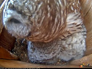 30K views · 1.8K reactions | Need a little pick-me-up this morning? Listen to the adult Barred Owls boom out their "Who cooks for you?" calls throughout the woodlands surrounding the nest box. These owlets are getting mighty big—only about a week remains until the eldest chicks will be ready to leave the nest box! Watch LIVE at AllAboutBirds.org/BarredOwls | Bird Cams | Facebook