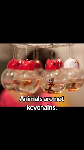 Alive Keychain Turtles: Real or Fake Trade?