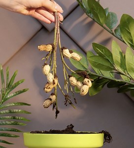 How to Plant Peanuts! 🥜 And More Cool Plant Hacks | 5-Minute Crafts Green