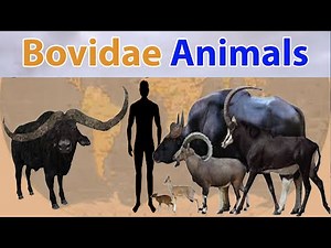 Bovidae Size Comparison Extant vs Extinct in 2022 | prehistoric vs living bovids (Animated Version)