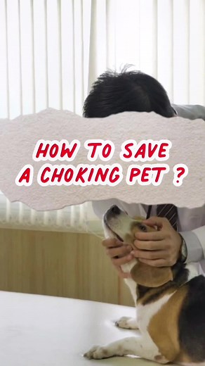 🐾 Keeping our furry friends safe! 🚫✨ Here are few simple ways to save your pet from choking To know more about pet first aid course, can visit our website www.petmedic.com.my 🐶💙 #PetSafety #ChokingPrevention #FurryFriendsForever #PetSafetyMatters #pet #pettips #petlovers #petstagram #dog #doglover #dogsofinstagram #dogtips #doglife #instadog #fyp #fypシ#dogbehavior #dogsofinstagram #dogchoking #dogemergency #petemergency #petfirstaid #dogfirstaid #catfirstaid #catlover #cat #catlife #cattips