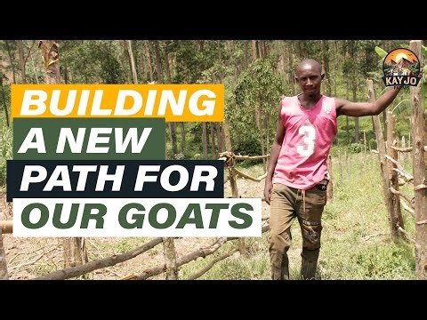 Farm Update: Our New Goat Path & How It’s Helping the Herd | ep87 #goatfarming
