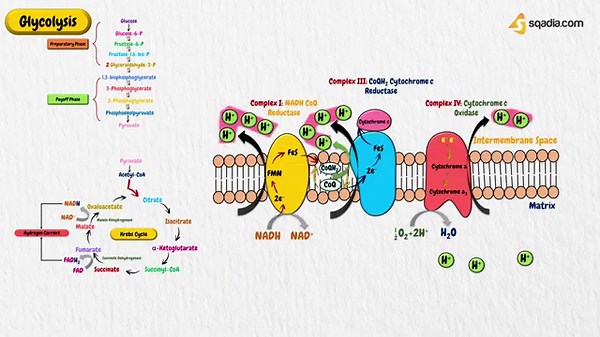 Aerobic ATP Synthesis: Oxidative Phosphorylation | Mitochondrial Energy Biochemistry