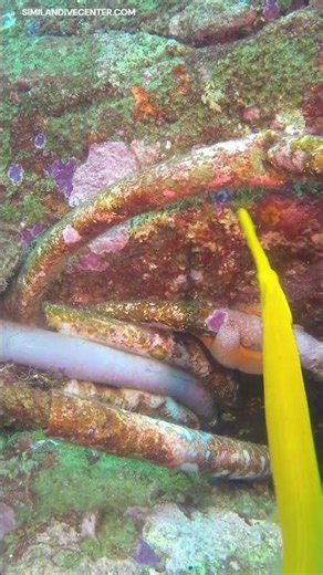 Trumpetfish at the Similan Islands #trumpetfish #similanislands