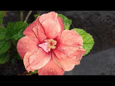 JM T Break king Live Stream