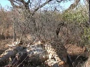 Huge Giraffe taken with a HEART SHOT from a bow and arrow