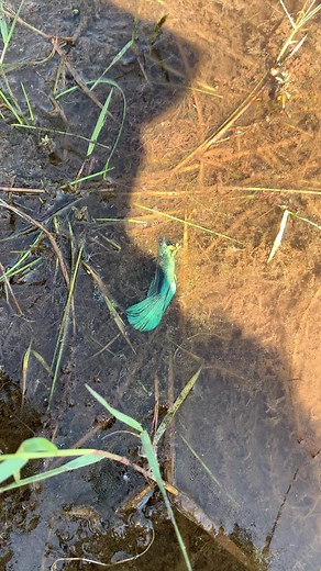 Catching Delta Tail and Double Betta Fish in Dry Lake