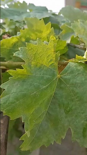 How to prune grape 🍇 trees plants #pruning #farming #agriculture