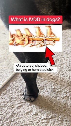 Understanding Intervertebral Disc Disease (IVDD) in Dogs