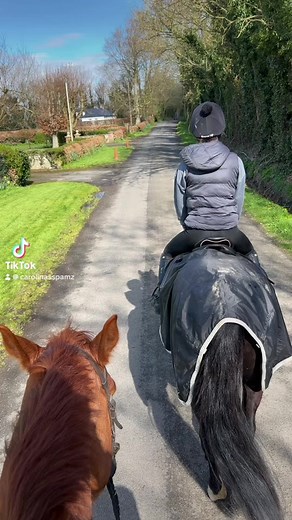 Understanding Equestrian Care for Geldings