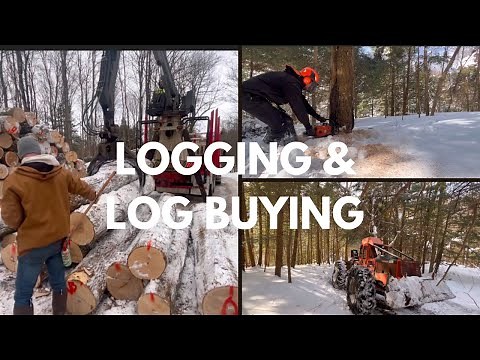 Logging in New York and log buying