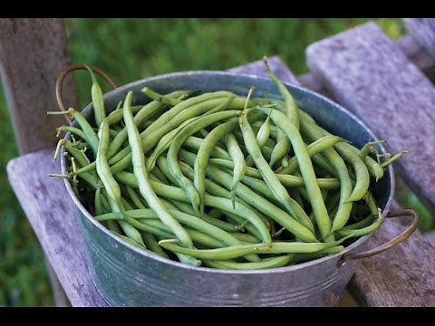 Quick Start Gardening Guide: How to Grow Pole and Bush Beans