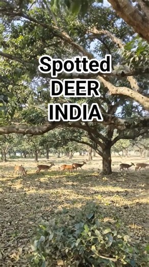 #deer #wildlife #forest #naturelovers