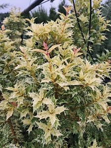 Goshiki Osmanthus – Variegated False Holly Shrub – Evergreen Foliage – Colorful Landscape Plant – 4 Inch Pot – Osmanthus Heterophyllus - Etsy