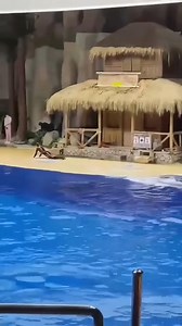 6.2K views · 53 reactions | amazing moment 2024 (1) | Amazing Life Channel | Facebook