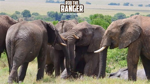 Elephants revel in thick mud as buffalo wander past