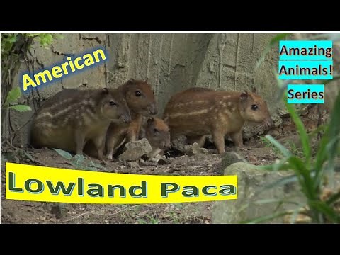 Lowland Paca facts 🐀 Spotted Paca 🐀 large rodent found in tropical and sub-tropical America