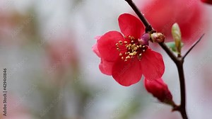 Japanese Quince (Chaenomeles, Maule's Quince) sacura tree flowers (Chaenomeles japonica), twig with blossoms in the afternoon breeze. Beautiful red spring flowers and fresh green leaves close-up, 4k. Stock Video