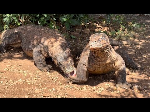 😱This Komodo dragon tries to prey on its friend