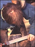 Q&A: Understanding forging - Horse & Hound