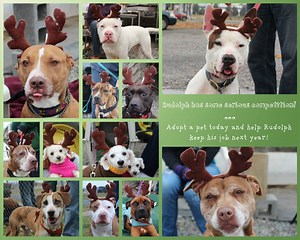 Adopt a Dog Pet This Week