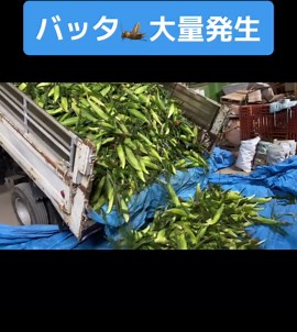 バッタの大量発生と捕まえ方