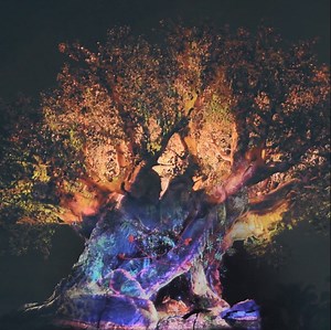 41K views | Disney’s Animal Kingdom Theme Park | Walt Disney World | Facebook