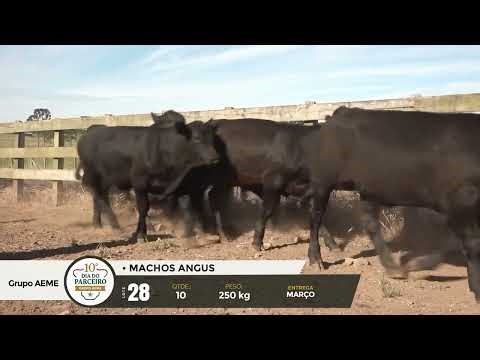 LOTE 28 - 10° Dia do Parceiro Grupo AEME - 06 e 07 de Fevereiro de 2026 Etapa dos Machos