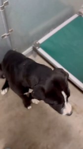 1.1K views · 45 reactions | Roswell animal control NM tel 5756246722...