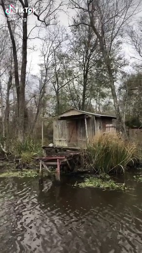 Exploring the Mysteries of the Bayou Swamp in New Orleans