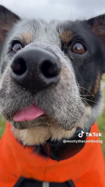 Understanding Dog Behavior: Monty's Unique Reactions