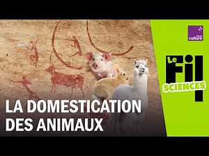Pourquoi les humains ont-ils domestiqué les animaux ?