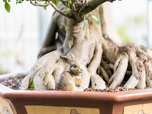 How to Grow a Bonsai Tree - Step by Step Guide - realestate.com.au