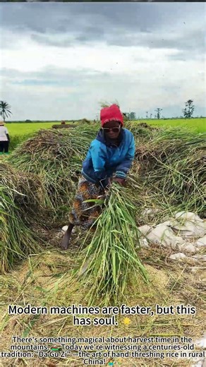 Traditional Rice Threshing: Harvest in the Mountains! 🌾⛰️