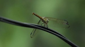 Dragonfly That Landed On Wire 10bit Stock Footage Video (100% Royalty-free) 3451141029 | Shutterstock