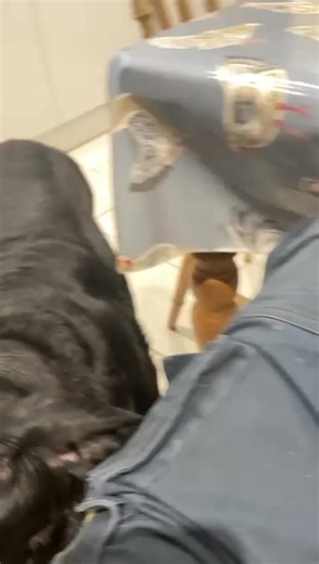 VERY URGENT: Fergus (was Patch) - lab x (3yrs) We saved Fergus from being PTS a month ago after his original owners decided they couldn’t cope with his behaviour. Fergus is a handsome, loving lad - always happy to meet visitors and good with other dogs. But he had, intermittently, started growling/snarling at members of his original household. He had not bitten - and still hasn’t. The behaviour coincided with some specific issues in this home. We had hoped that finding him a home where he could 